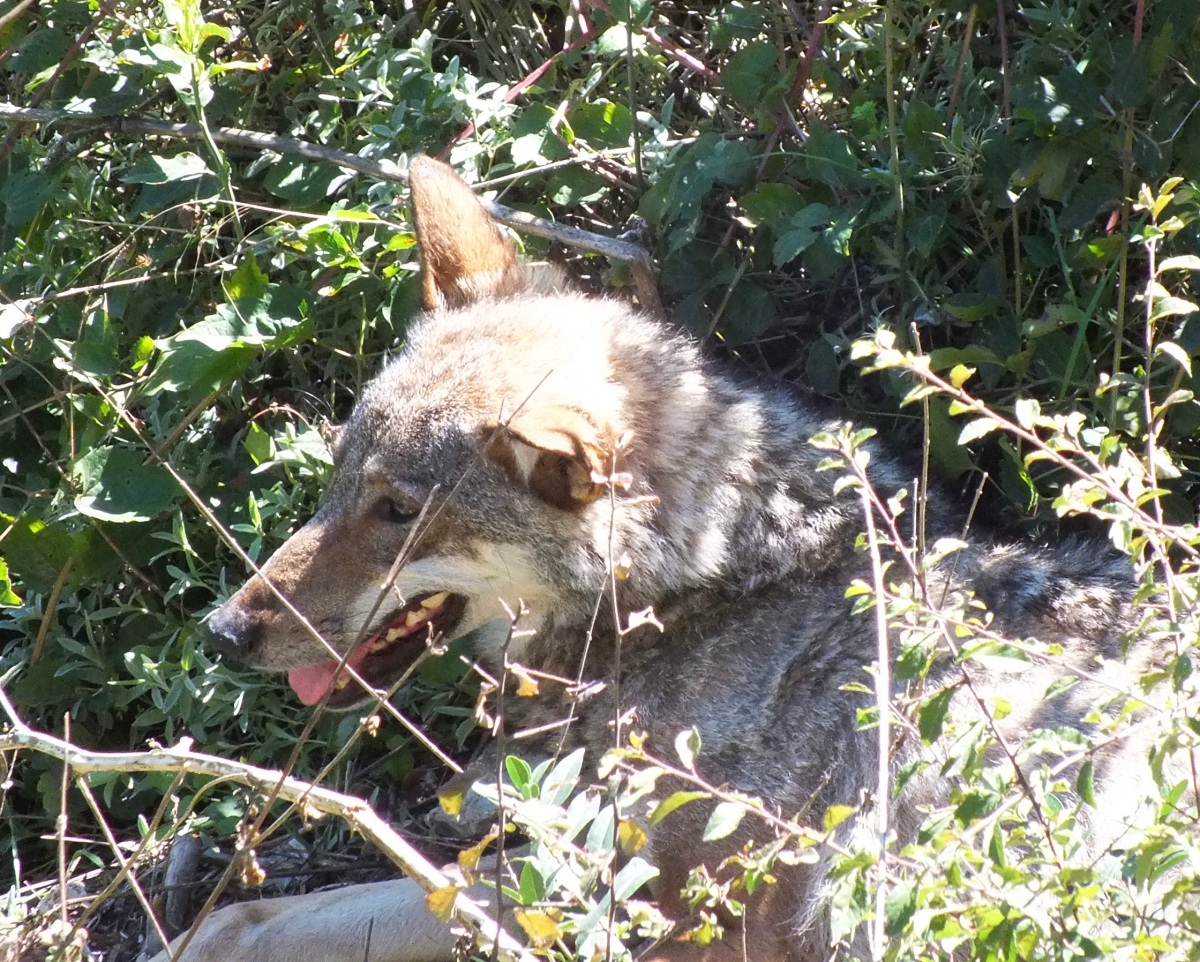 Wolves in the Abruzzo, Lazio & Molise National Park.