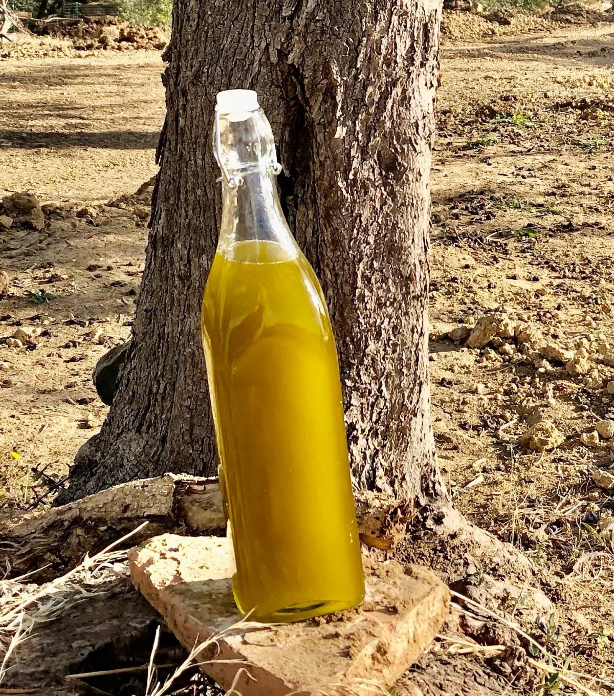 Casa Phoenix’s very own Olive Oil.